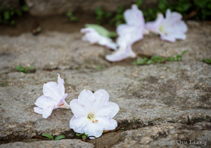 落花