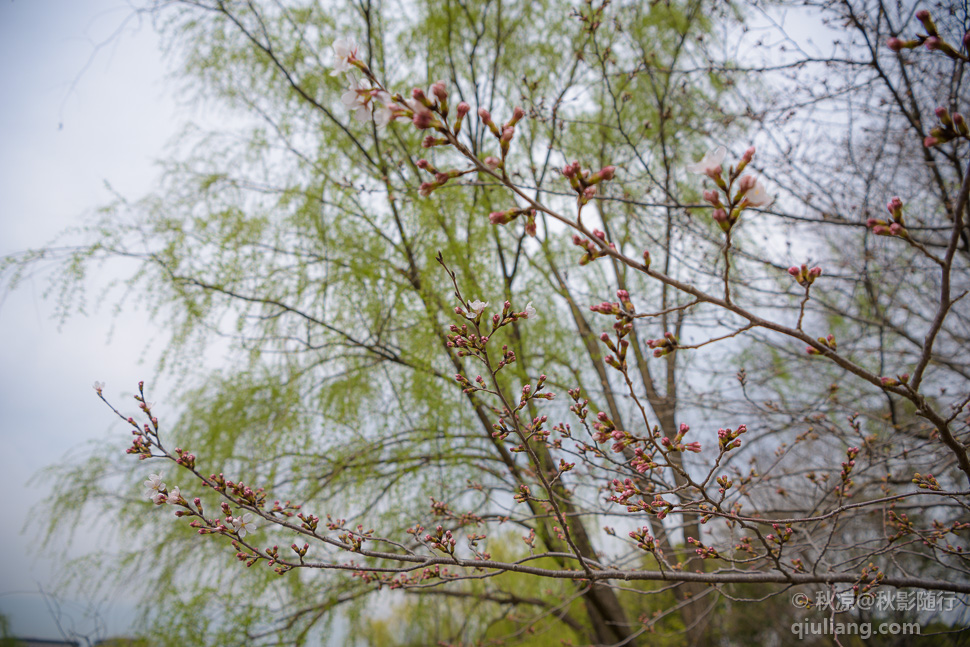 樱花花苞